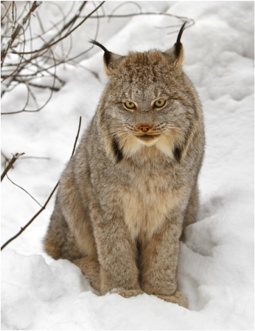Canada Lynx.  Photo by Michael Zahra.  CC by 2.0